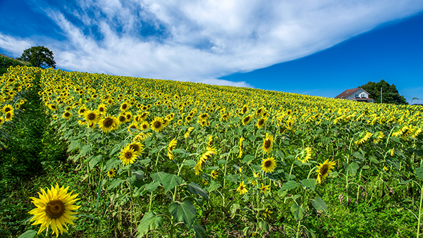 夏の定番「ヒマワリ」をカメラが追いかける | みちのく愛隣協会ブログ