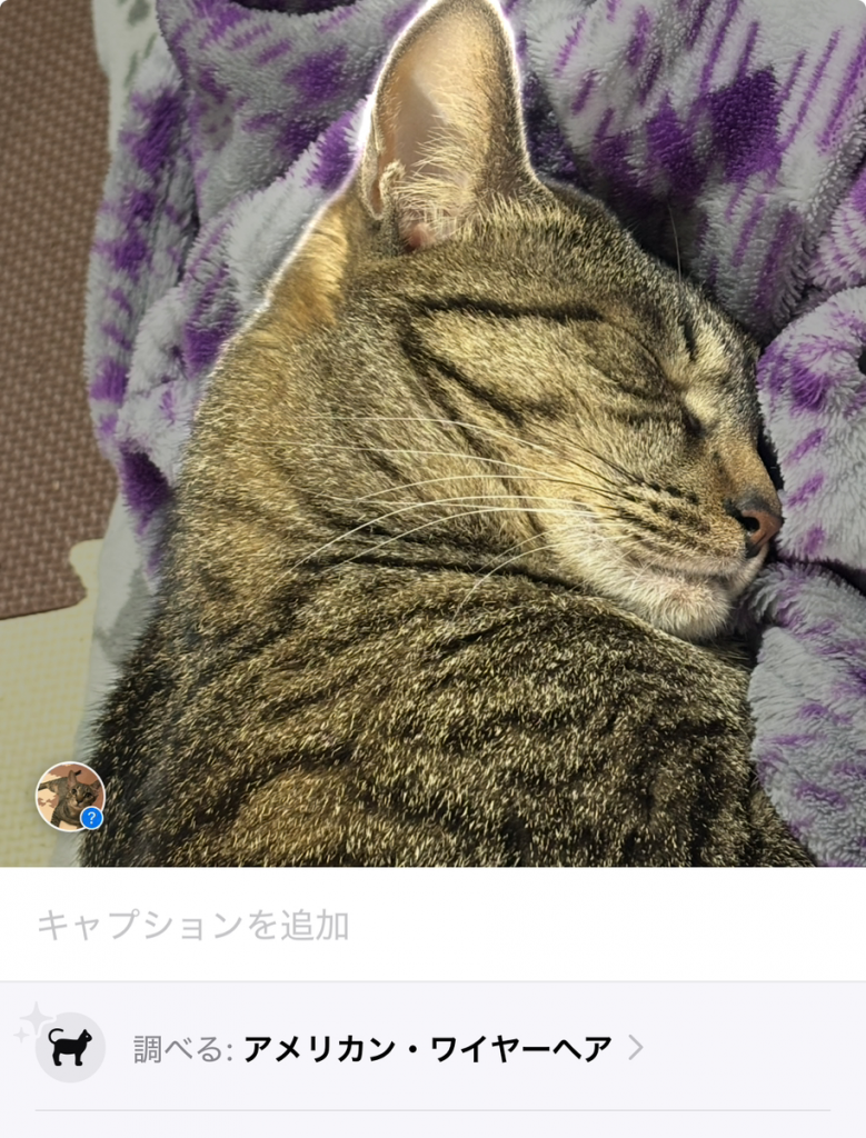 アメリカン ワイヤー ヘア