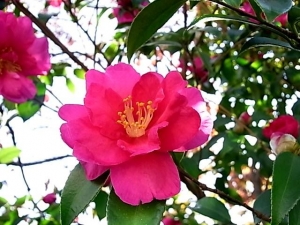 椿