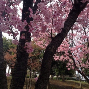 桜