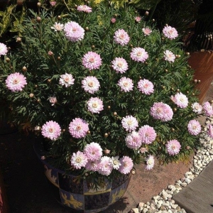 ピンクの花