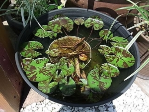 睡蓮