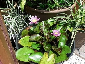 睡蓮