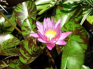 睡蓮