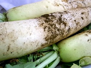 大根