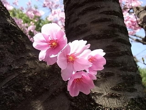桜