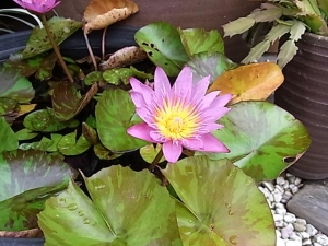 睡蓮