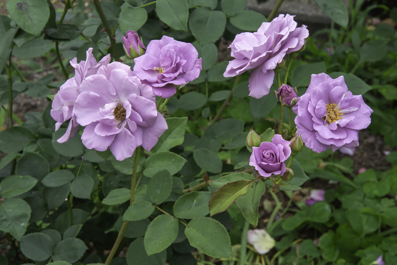 小さい花も沢山咲いています。 | 佐倉草ぶえの丘バラ園 開花情報