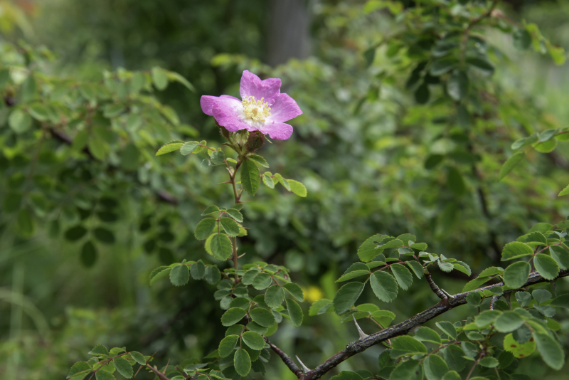 カカヤンバラとロサ・セティゲラが咲いてきました。春のバラ園は終盤