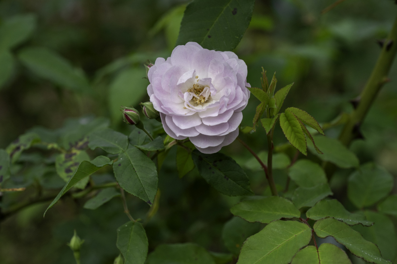 大きくて、しっとりと色の濃い秋のバラがゆったりと楽しめます。まだ