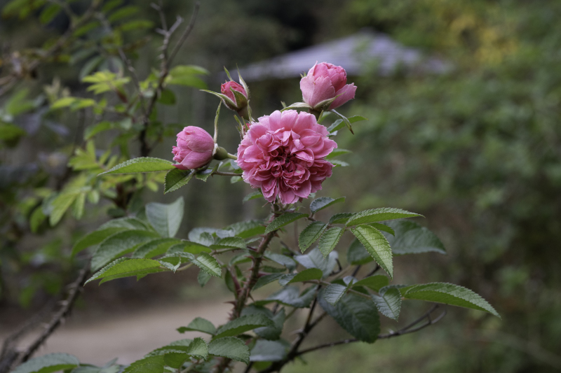 大きくて、しっとりと色の濃い秋のバラがゆったりと楽しめます。まだ