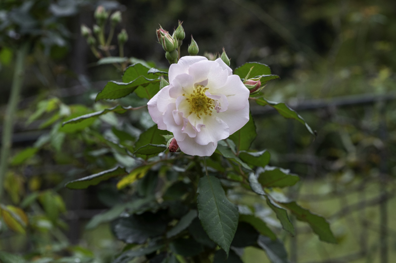 大きくて、しっとりと色の濃い秋のバラがゆったりと楽しめます。まだ