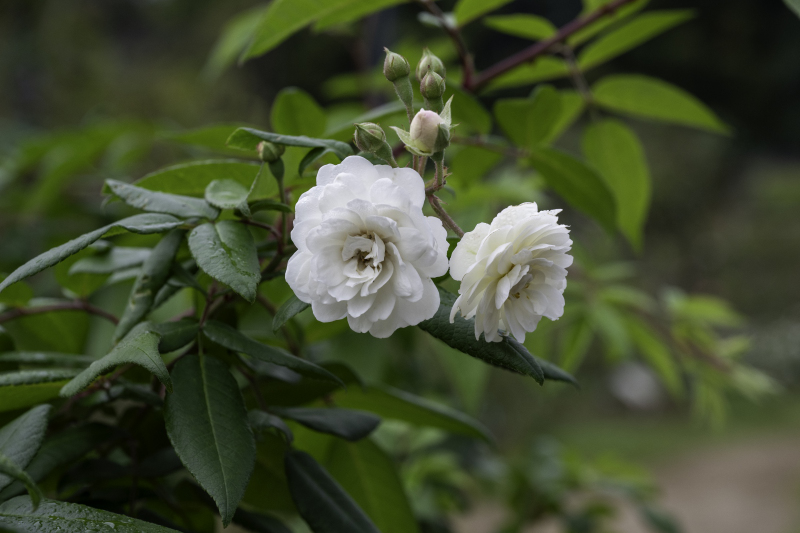 大きくて、しっとりと色の濃い秋のバラがゆったりと楽しめます。まだ