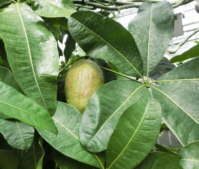 189回目 北大植物園の温室 | 北の暮らしあれこれ