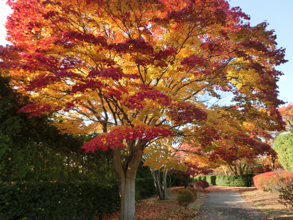 271回目 平岡樹芸センターでの紅葉狩り | 北の暮らしあれこれ