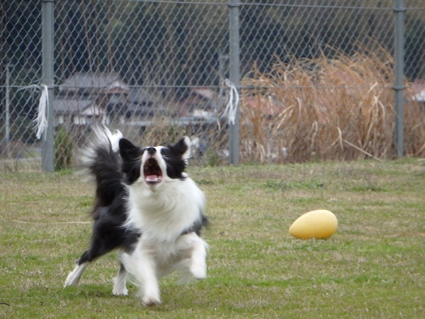 Image result for 犬 border collie 抱きしめる