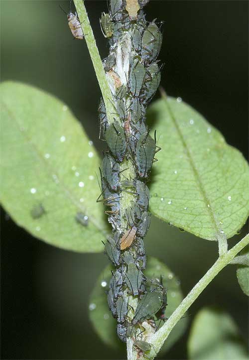 樹木に害虫・病気警報発令中…☆ | Green Grass Diary 樹木に害虫・病気警報発令中…☆ | Green Grass Diary