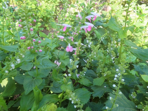 シソ科の花たち | タマの田舎暮らし