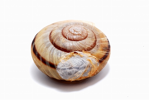 貝標本　カタツムリの化石　肩が張った特美品個体 貝標本 カタツムリの化石 肩が張った特美品個体 カタツムリ展