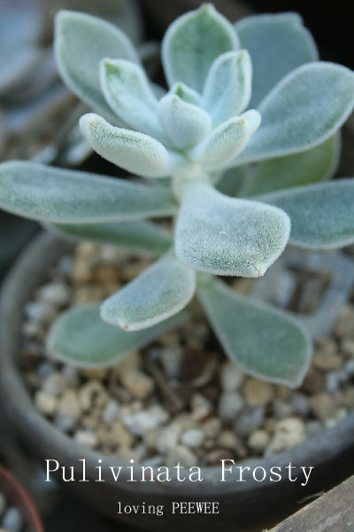 シャビイ ワイヤーラック　店舗陳列棚　ジャンクガーデン　多肉 セダム　ブロカント シャビイなワイヤーラック 店舗陳列棚 ジャンクガーデン 多肉&セダム