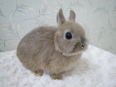 うさぎちゃん・花 楽天市場】HAC ハック おさんぽうさぎちゃん HAC4241 ホワイト