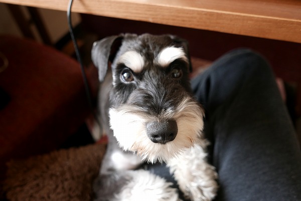 Image result for ç¬ Schnauzer 坿ããã