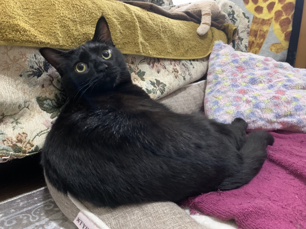 黒猫様 御専用 Amazon.co.jp: JEKCA ジェッカブロック 黒猫 09S-M02 クロネコ