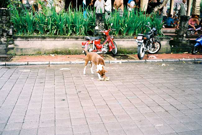 ubud-bali