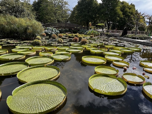 草津市立水生植物公園水の森 | ピカゴロ日記
