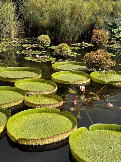 草津市立水生植物公園水の森 | ピカゴロ日記
