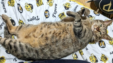 猫