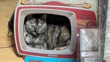 猫