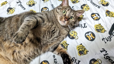 猫
