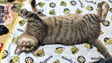 猫