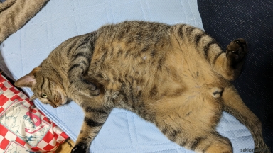 猫