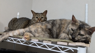猫