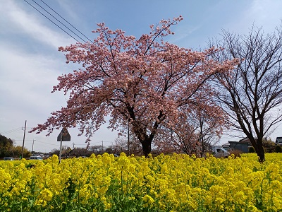 菜の花 都筑区川和町駅前の菜の花畑の「熱海大漁桜」まだまだ見ごろ