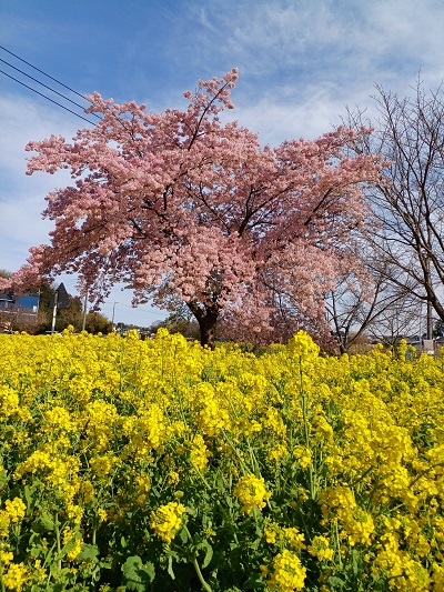 菜の花 松任CCZの菜の花畑は一面の黄色の絨毯、目だけでなく香りも