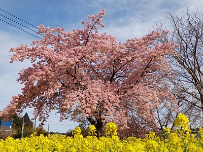 菜の花 松任CCZの菜の花畑は一面の黄色の絨毯、目だけでなく香りも