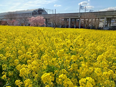 吉野川沿いの菜の花畑 – Canola flowers of Yoshino river