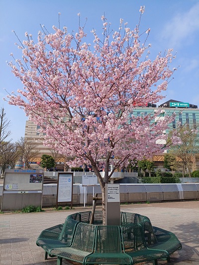 都筑区センター南駅前の都筑区制25周年記念で植樹された「ジンダイ