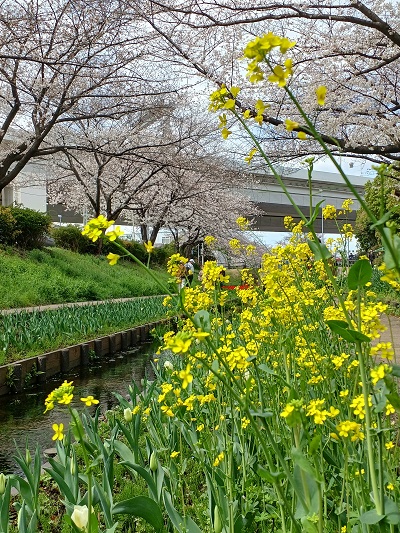 お花見 緑ヶ丘霊園｜高津区 | お花見するならここ！ 川崎市の“桜”特集
