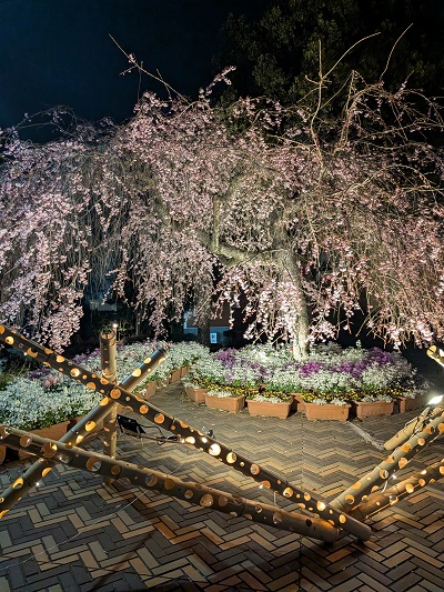 都筑区で唯一ライトアップされている桜「えだきんしだれ桜」ほぼ満開