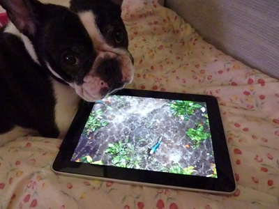 ipad