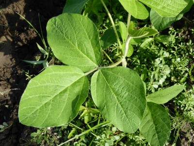 大豆の種類 | 林農産Blog