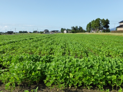 大豆の種類 | 林農産Blog