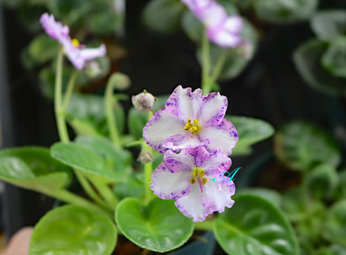 普通種 キメラ | 植物あれこれ