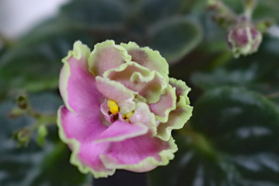 LE-Jarita ウクライナ種 ミニ種 ジャリタ | 植物あれこれ
