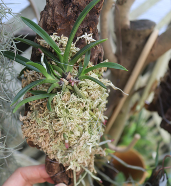セッコク、風蘭、ガーデニング 風蘭 セッコクなど 記録 | 植物あれこれ