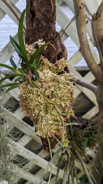風蘭 セッコクなど 記録 | 植物あれこれ